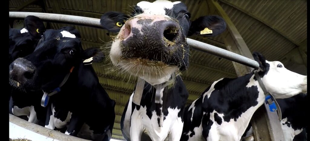 Nos Campos Gerais do Paraná, o cuidado com os animais combina manejo natural, tecnologia e conforto para melhorar a produtividade rural.
