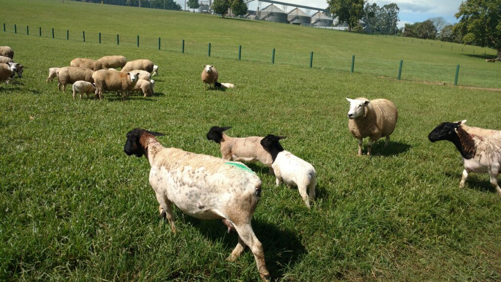 Fazenda de carneiros reprodutores com melhoramento genético e inseminação artificial em Castro, no Paraná.