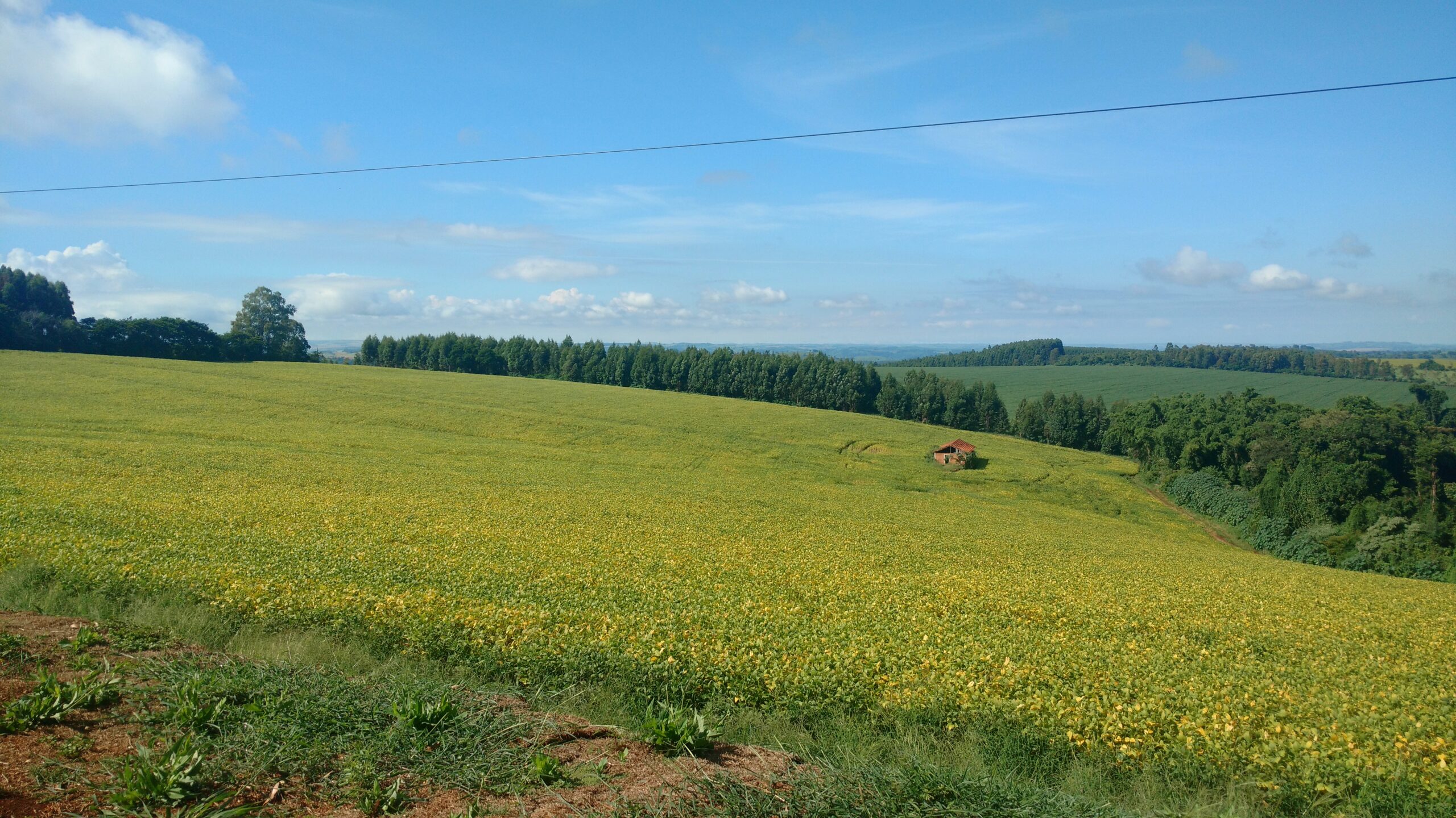 No Paraná, tecnologia, manejo sustentável e conservação do solo orientam o futuro da produção de grãos.
