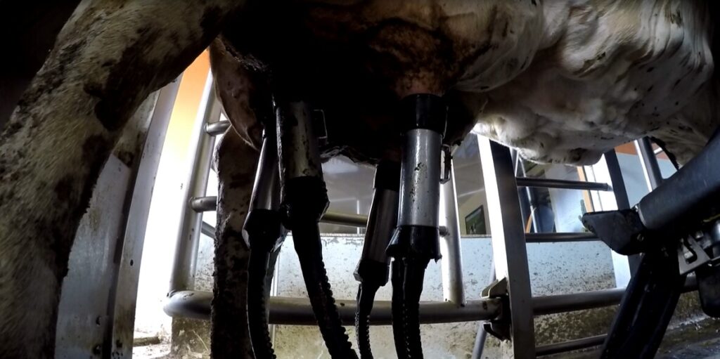 De carneiros criados com manejo cuidadoso a vacas leiteiras ordenhadas por robôs, o campo paranaense mostra que conforto, tecnologia e eficiência podem caminhar juntos.