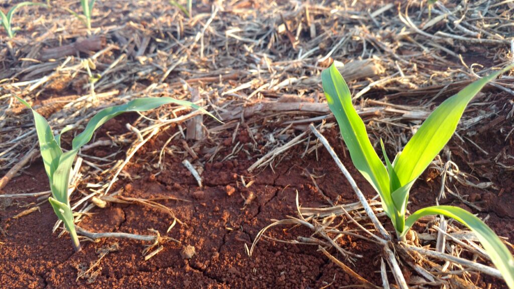 tecnologia e sustentabilidade no agro. Plantio direto é uma das forças que garantem o futuro do agro no Paraná.